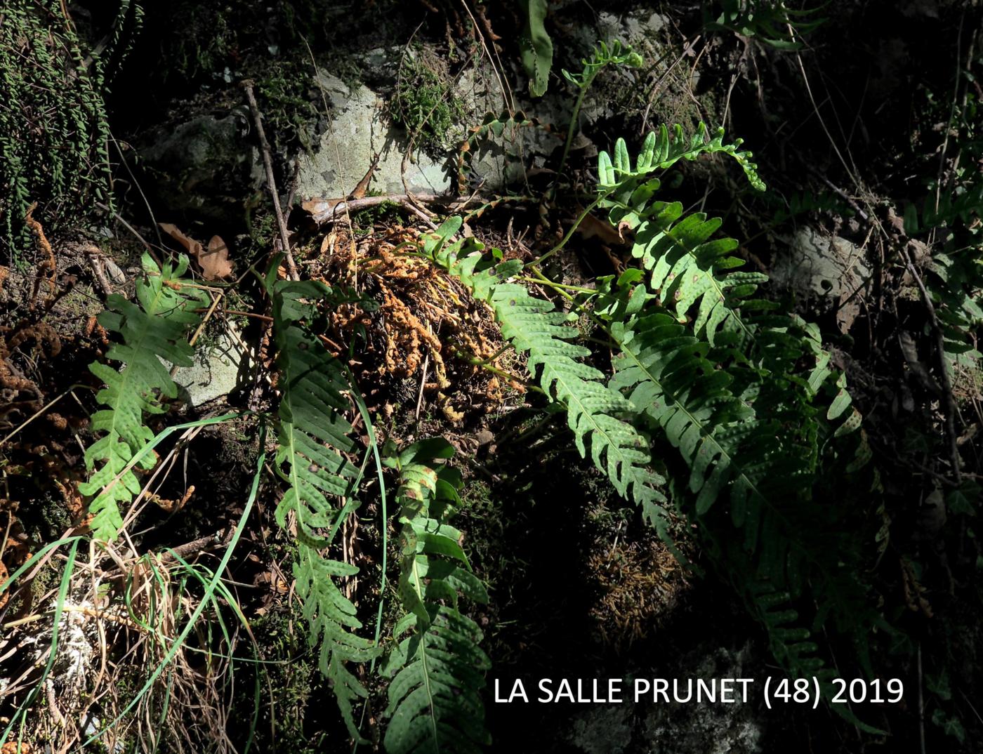 Polypody, Common plant